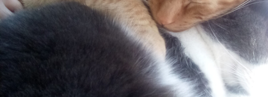 Shelby shames Shames Cover Image